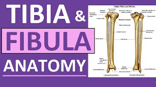 Tibia and Fibula Anatomy of Leg Bones  Anatomy amp Physiology [upl. by Kcirdes]