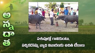 FMD amp Septicemia in livestock  free vaccines by government  ETV [upl. by Vitale246]