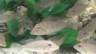 Geophagus Jurupari Cichlids [upl. by Alyehc]