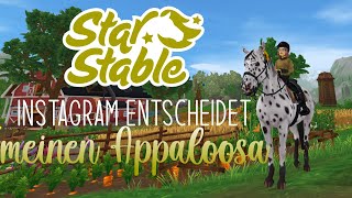 SSO II INSTAGRAM entscheidet meinen APPALOOSA 😳 II PFERDEKAUF [upl. by Sallyanne]