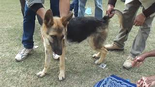 Trypanosomiasis in dogs  Clinical Diagnosis and Treatment [upl. by Herzel]