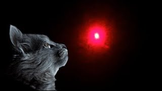 Red laser for cats to watch  Laser light pointer video for cats  Part 3 [upl. by Drofla451]