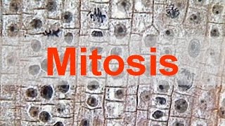 Mitosis [upl. by Ettennig]