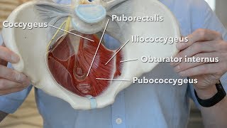 Pelvic floor muscles [upl. by Shiroma453]