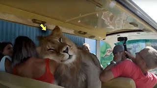 A Zoo Lion Snuck Onto a Busload of Tourists and Started Doing THIS [upl. by Analak]