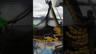 Seining in Alaska fishalaska fishingboat fishing fishingship [upl. by Yirinec695]