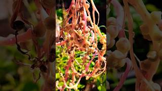 Bachali kura is also called as poi saag or Malabar spinach or Chinese spinach [upl. by Ralfston]