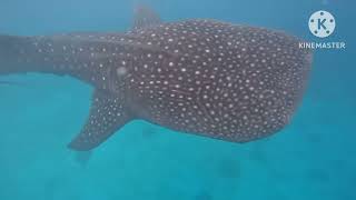 Swimming WhaleAndShark with family fe asmr familylove [upl. by Aserret]