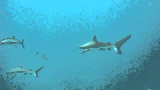 Sharks at Palmyra Atoll [upl. by Llirrehs]