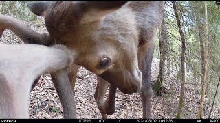 Rotwild Hirsch Deer [upl. by Bay]