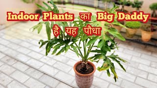 Nursery पर मिलते ही तुरंत ले आना Indoor Plants का Big Daddy Philodendron Selloum Care Tips [upl. by Sharl]