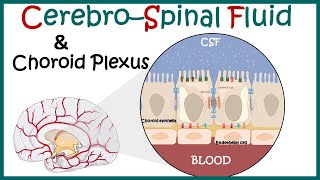 Cerebrospinal Fluid  CSF and the choroid plexus  Anatomy of Choroid plexus  function of CSF [upl. by Naga]