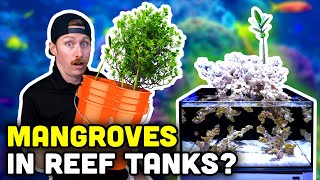 Adding MANGROVES to REEF TANKS Our Tips and Store Display Update [upl. by Sims]