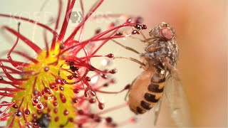 Cape Sundews Trap Bugs In A Sticky Situation  Deep Look [upl. by Wulfe]