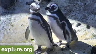 Five Fascinating Facts About Magellanic Penguins  Never Stop Learning [upl. by Dao930]