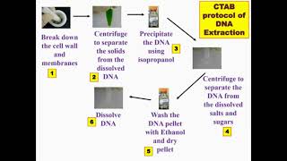 Overview Protocol CTAB DNA Extraction [upl. by Dekow184]