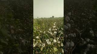 3 November 2024 cotton farm viral farming shorts [upl. by Matusow]