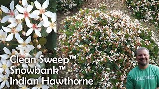 Clean Sweep™ Snowbank™ Indian Hawthorne [upl. by Cockburn]