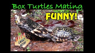 Georgia Eastern Box Turtles Mating — FUNNY [upl. by Joon]