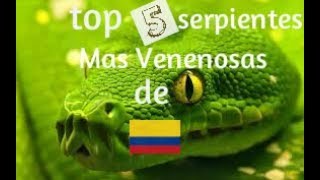 Las serpientes mas venenosas de Colombia serpientes venenosas de Colombia [upl. by Ydnar480]