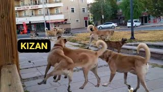 40 KÖPEK BİRBİRİNE GİRERSEALTTA KALAN YALAN KIZAN KÖPEĞİ SOKAK KÖPEKLERİ KAVGASI 20 Ağustos 2023 [upl. by Ynneg56]