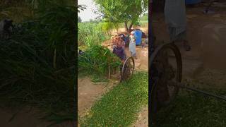 High Speed Chaff Cutter Machine operating With bull punjablook trendingshorts ytshorts [upl. by Hahnert]