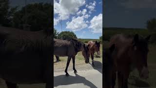 Wild Horses Roam Free Vieques Puerto Rico travel vieques beaches nature horse [upl. by Mclain]