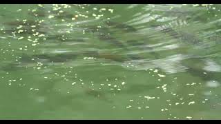 viele große Fische im Bodensee Döbel Aitel Squalius cephalus lot of big fish in Lake Constance [upl. by Airrotal]