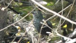 Silvered Antbird  Papaformigadoigarapé  Sclateria naevia [upl. by Vinia]