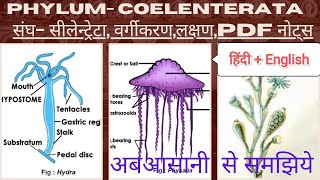 PHYLUM COELENTERATA CNIDARIA संघ सीलेन्टरेटा GENERAL CHARACTERS amp CLASSIFICATION [upl. by Aihtekal191]