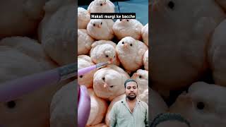 nakli murgi ke bachhe shorts shortvideos viralvideo youtube youtubeshorts [upl. by Paulette]