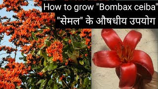 How to grow bombax ceiba  सेमल का औषधीय उपयोग [upl. by Assirrec]