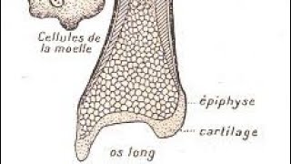 Tissu osseux 1 ére année médecine médecine dentaire et pharmacie education pharmacie medical [upl. by Pegeen]