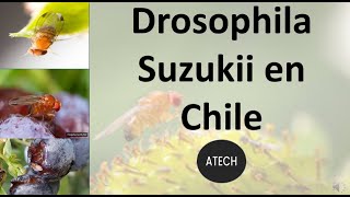 Drosophila suzukii en Chile ATECH [upl. by Yramesor]