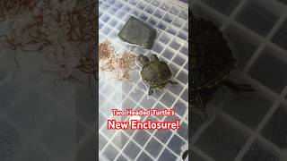 Two Headed Turtle’s New Enclosure [upl. by Primrose]