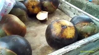 INDONESIAN STREET FOOD PALM FRUIT aka BUAH LONTAR [upl. by Alice]