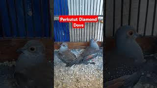 perkutut diamond Dove di Lampung [upl. by Natsirk]