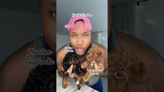 Dog Breeder  Canine Curator poodle puppy heypookie viralvideos shorts pets [upl. by Olav]