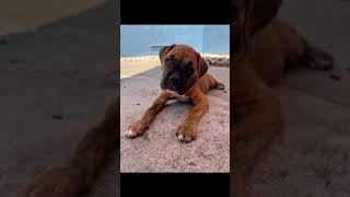 West Coast Boxer Rescue  meet our new brindle dozen of Boxer puppies [upl. by Gautier]