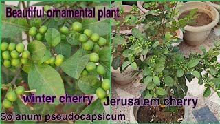 क्या आप के पास है ये पौधाSolanum pseudocapsicumJerusalem cherryMadeira winter cherryfalse cherry [upl. by Filip]