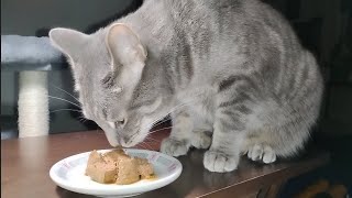 Cat Eats Beef Paté [upl. by Dolora]