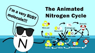 The Nitrogen Cycle Animated [upl. by Astto]