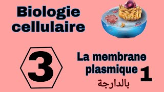 شرح بالدارجة لدرس membrane plasmique L1 من مادة Biologie cellulaire S1 Snv سنة اولى تخصص بيولوجي [upl. by Ecirehs]