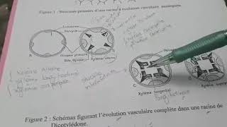 Racine dicotyledone xyleme alterne xyleme tangentiel et Xyleme superpose  Partie 6 [upl. by Hime410]