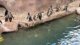 Penguin Enclosure at Colchester Zoo [upl. by Busiek870]