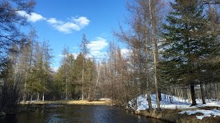 Fly Fishing the North Branch of the Au Sable [upl. by Nirat]