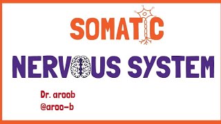 SOMATIC NERVOUS SYSTEM [upl. by Cantlon]