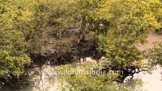 Dense mangroves of the Sundarbans aerial view [upl. by Ardnwahs]