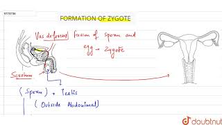 FORMATION OF ZYGOTE [upl. by Allertse]