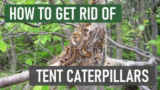 How to Get Rid of Tent Caterpillars 4 Easy Steps [upl. by Ezirtaeb606]